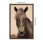 Equine Horse by Robert Cadloff Framed Wall Art Print