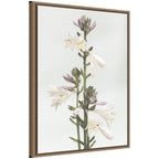 Sylvie Hosta Framed Canvas by Alicia Abla