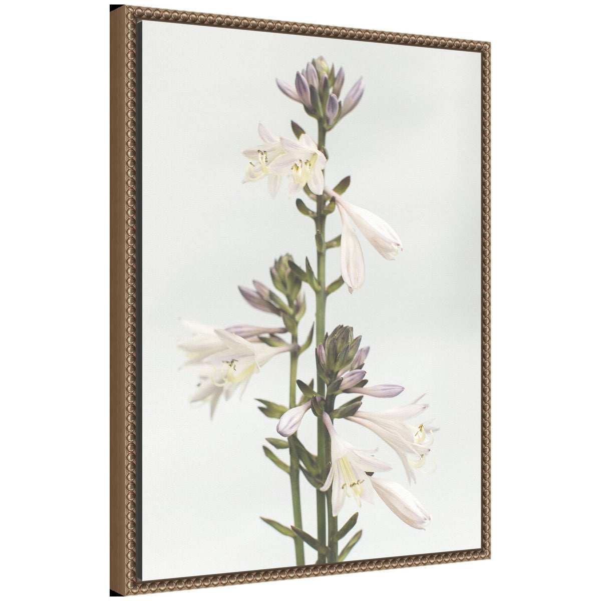 Sylvie Hosta Framed Canvas by Alicia Abla