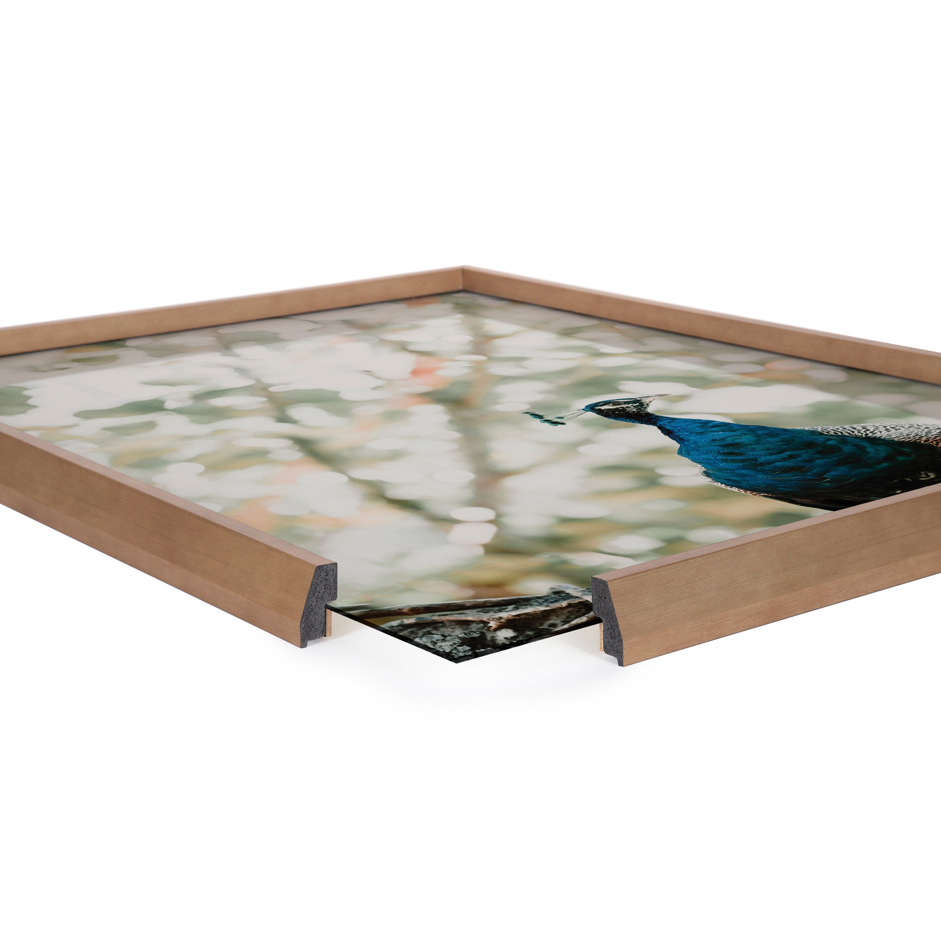 Blake Peacock Framed Printed Glass by Alicia Abla