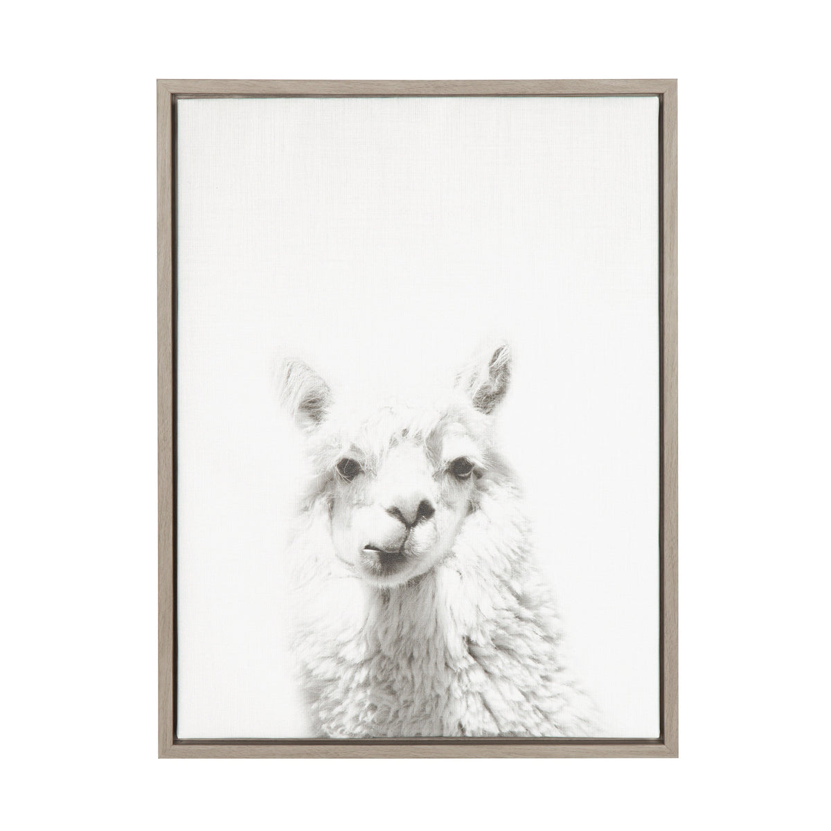 Sylvie Alpaca Framed Canvas by Simon Te of Tai Prints