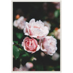 Sylvie Delicate Light Pink Rose Floral Framed Canvas by Patricia Hasz