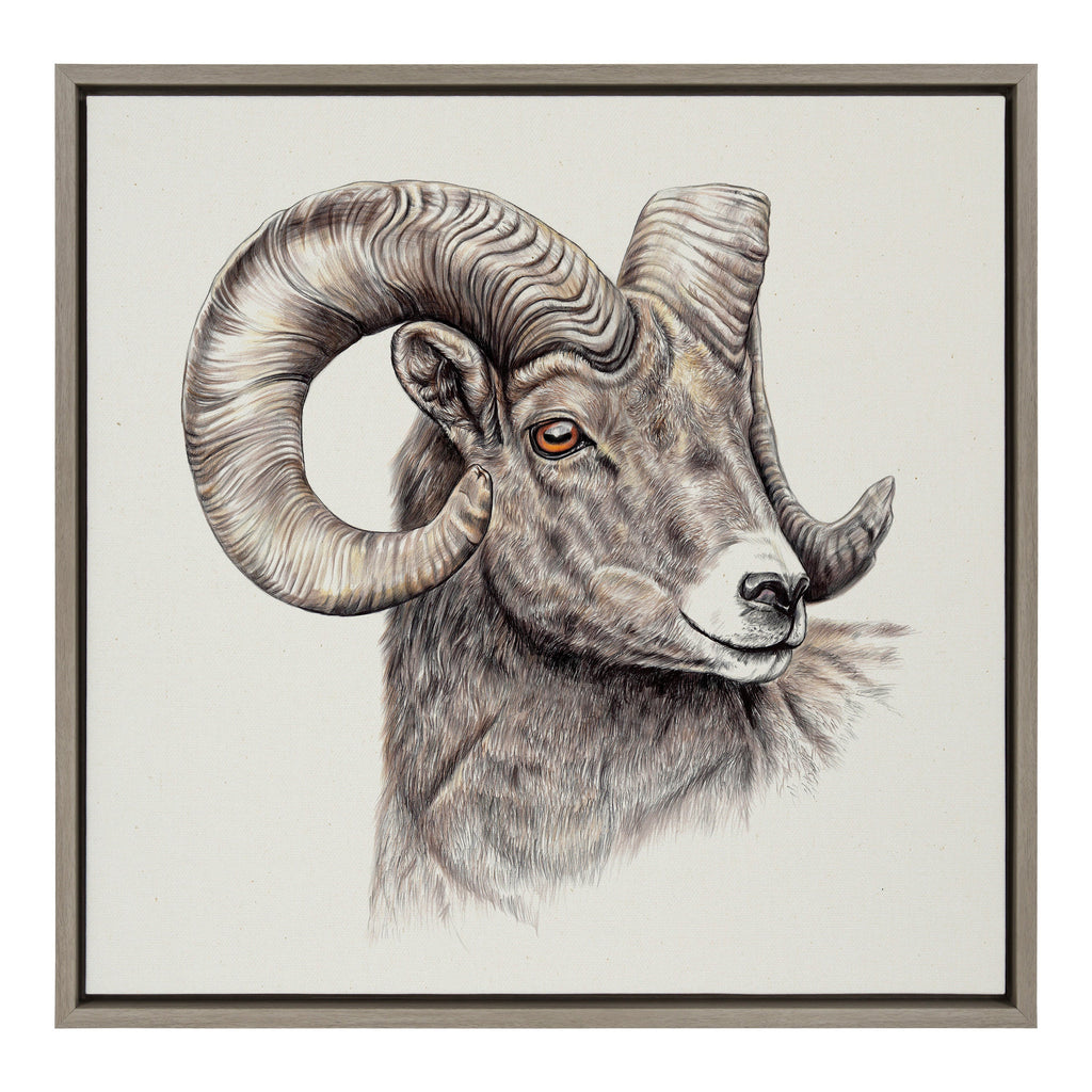 Sylvie Ram Framed Canvas by Ron Dunn
