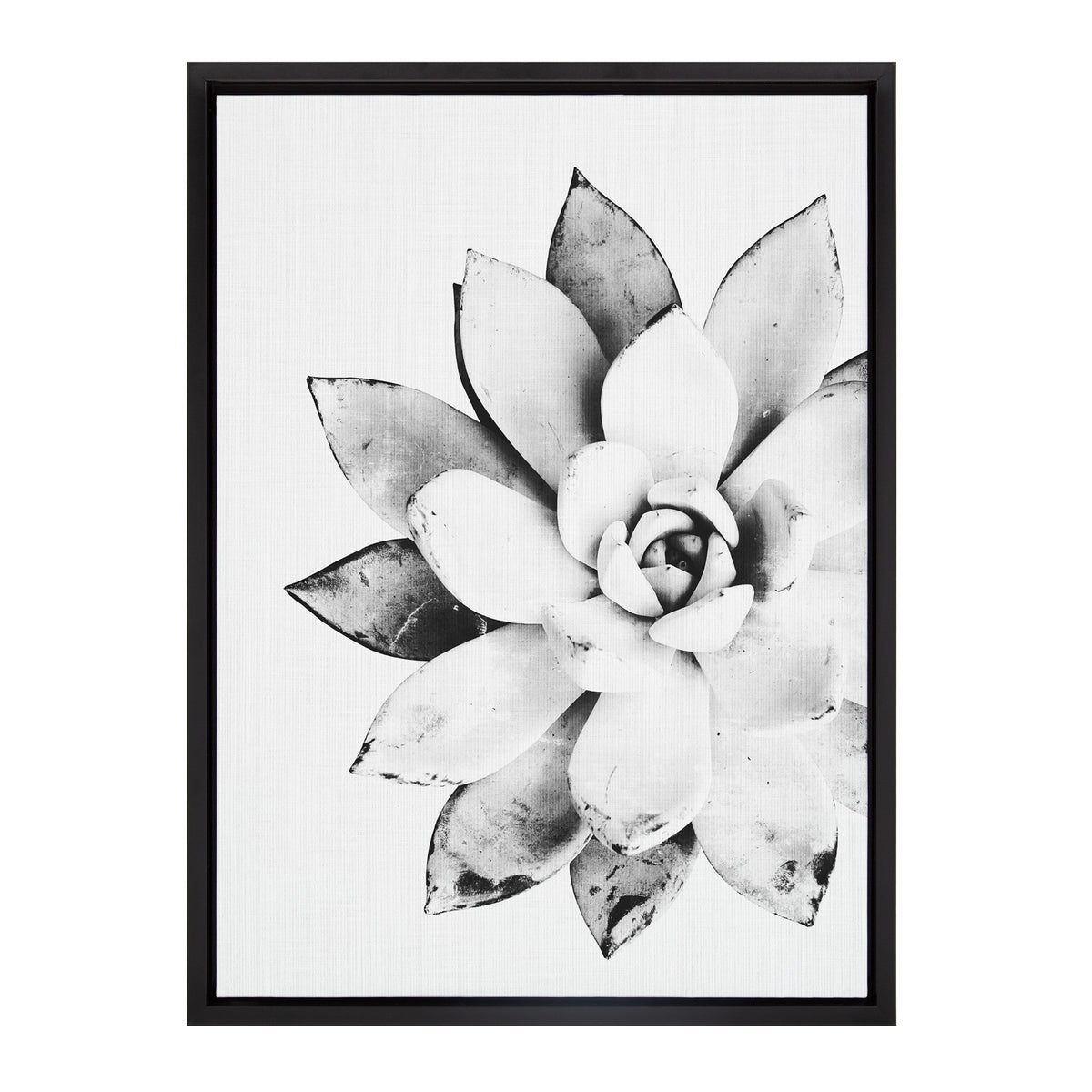 Sylvie Succulent Framed Canvas by Simon Te of Tai Prints