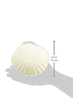 Abbott Collection Shell Soap Dish, White