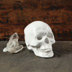 HomeRoots White Ceramic Skull Sculpture