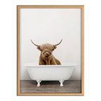 Blake Highland Cow in Tub Color Framed Printed Glass by Amy Peterson Art Studio