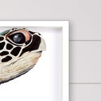 Great Sea Turtle White Print Shadowbox Framed Wall Art
