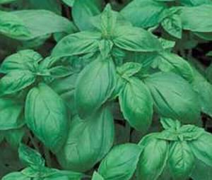 Basil Italian Large Leaf Great Garden Herb By Seed Kingdom Bulk 40,000 Seeds