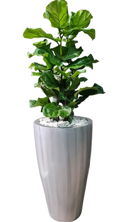 Green Boutique Timbal Fiberglass 24.4 In Tall Elegant Planter Indoor Outoor Colors