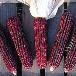 Bloody Butcher Sweet Corn 100 Seeds - Heirloom