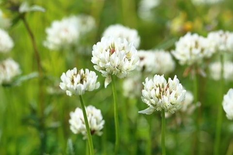 White Dutch Clover Seed Flowering Seeds For Wildlife Food Plots & Soil Erosion Control 1 Lb