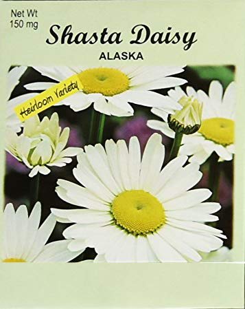 Set Of 100 Flower Seed Packets! Flower Seeds In Bulk (100, Shasta Daisy)