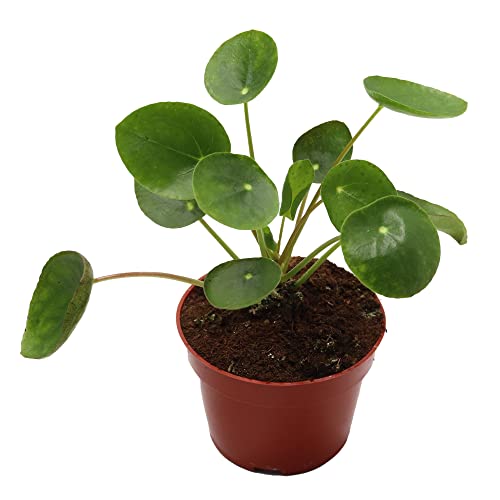 California Tropicals Rare Chinese Money Plant (Pilea Peperomioides) - Live House Plant, 4 Inch Pot For Easy Care, Perfect For Of