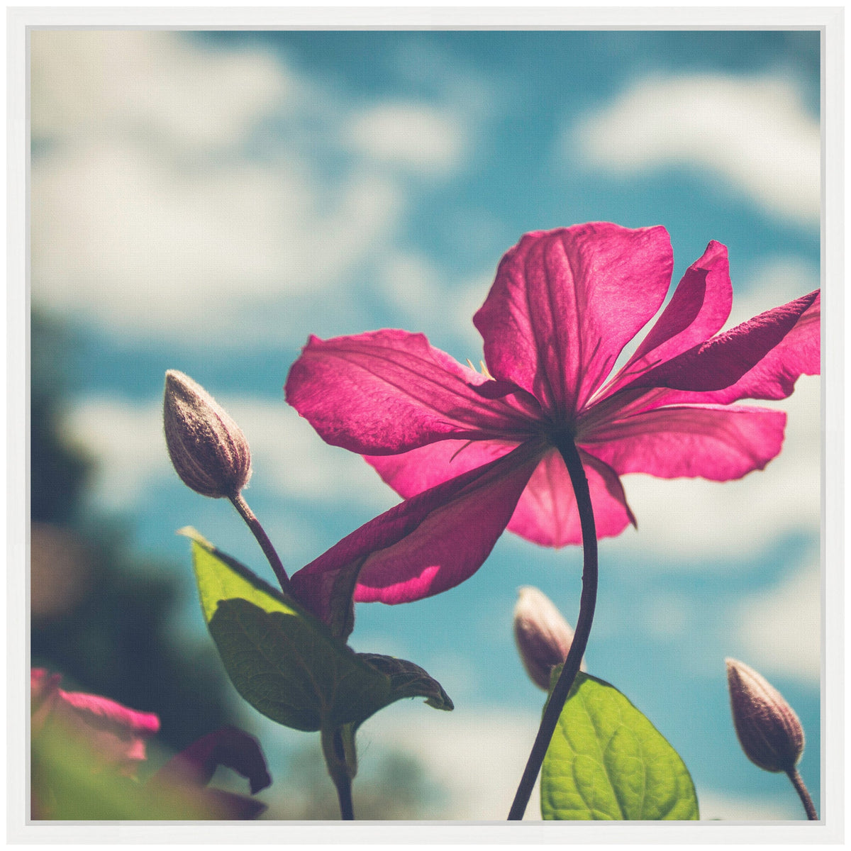 Sylvie Flower in the Sky Framed Canvas by Stephanie Klatt