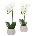 Phalaenopsis Orchid Artificial Arrangement (Set Of 2)