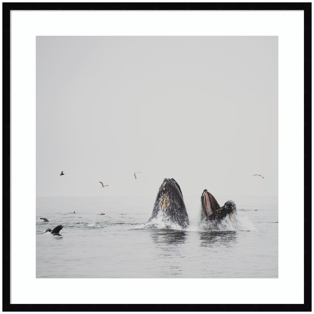 Humpback Whales No. 2 by Laura Evans Framed Wall Art Print