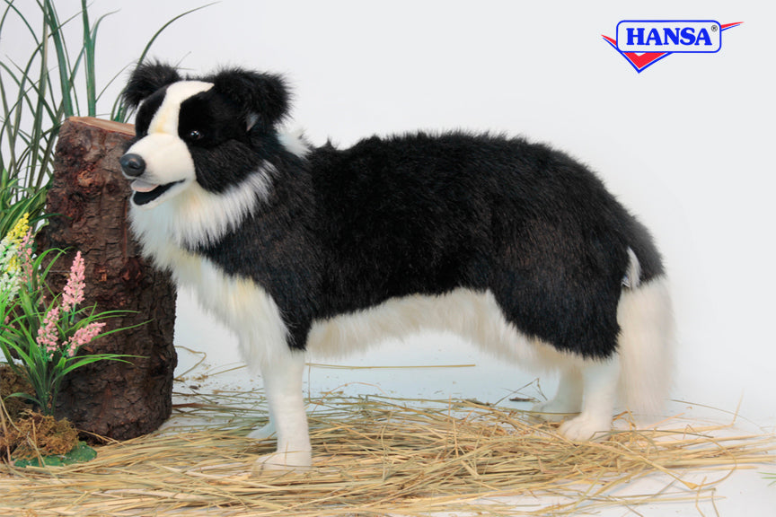 Border Collie Stnd 33'L