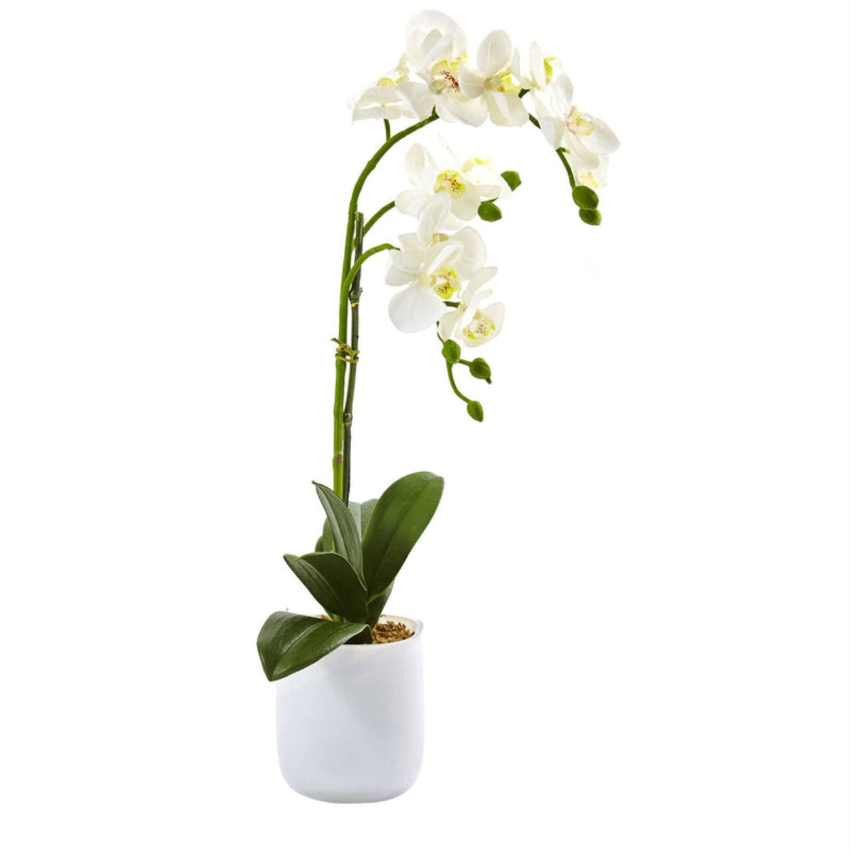 Phalaenopsis In Frosted Glass