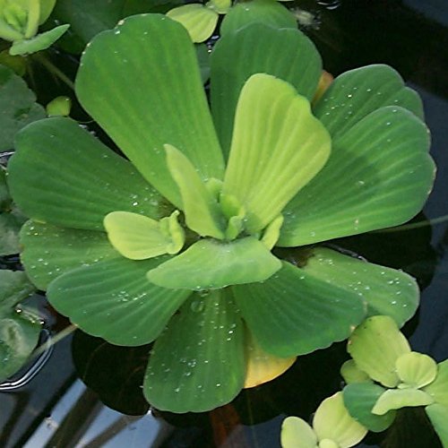 Water Lettuce - Floating Live Pond Plant