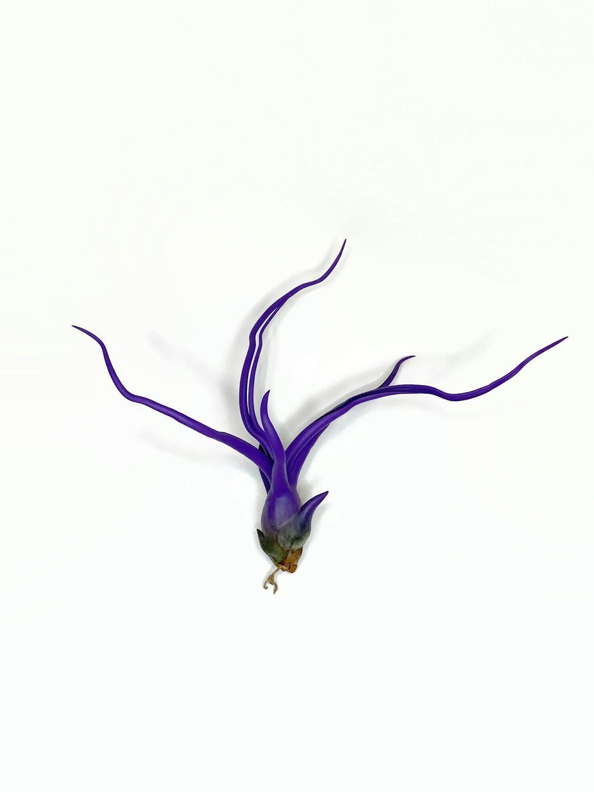 Bulbosa Air Plant, Guatemala Tillandsia Live Airplant, Healthy Arrival Guaranteed, Great Indoor Plant, Home Decor & Gift (Purple