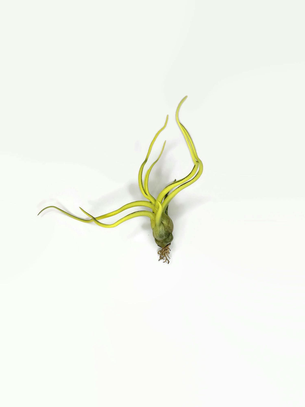 Bulbosa Air Plant, Guatemala Tillandsia Live Airplant, Healthy Arrival Guaranteed, Great Indoor Plant, Home Decor & Gift (Yellow