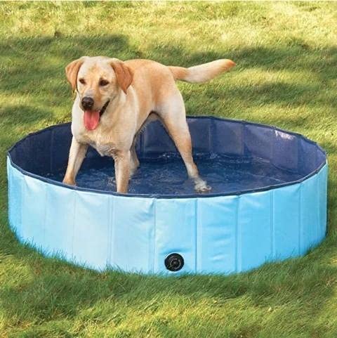 Dukes,Dog Swimming Pool