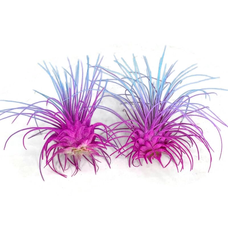 Thin Air Plant, Guatemala Tillandsia Live Airplant, Healthy Arrival Guaranteed, Great Indoor Plant, Home Decor & Gift (2 Rainbow
