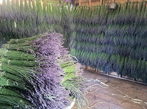 Findlavender Lavender Bundles 14' - 16' Long, 100% Natural Dried Lavender, For Home Decoration, For Home Fragrance, For Any Ev