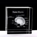 Xindam 3D Human Brain With Labels Anatomical Model Statue Paperweight(Laser Etched) In Crystal Glass Cube Science Gift (No Inclu