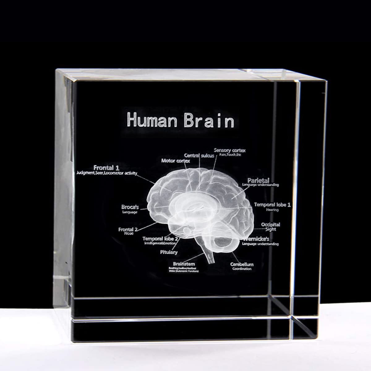 Xindam 3D Human Brain With Labels Anatomical Model Statue Paperweight(Laser Etched) In Crystal Glass Cube Science Gift (No Inclu