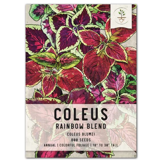 Seed Needs, Rainbow Blend Coleus Seeds For Planting (Coleus Blumei) Single Package Of 800 Seeds - Heirloom & Open Pollinated
