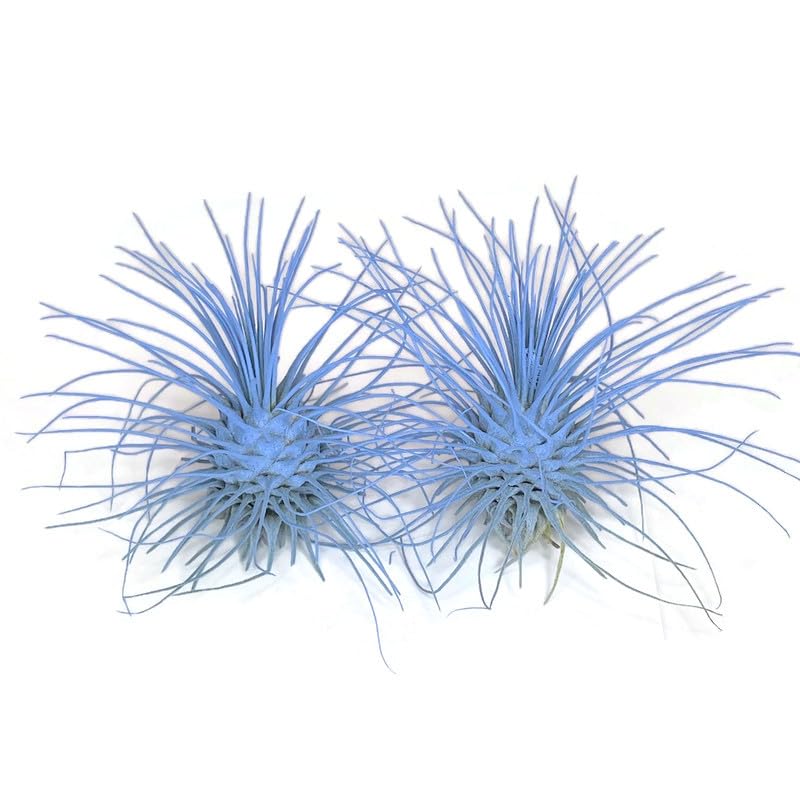Thin Air Plant, Guatemala Tillandsia Live Airplant, Healthy Arrival Guaranteed, Great Indoor Plant, Home Decor & Gift (2 Light B
