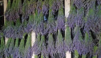 Findlavender Lavender Bundles 14' - 16' Long, 100% Natural Dried Lavender, For Home Decoration, For Home Fragrance, For Any Ev