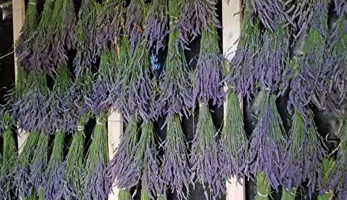 Findlavender Lavender Bundles 14' - 16' Long, 100% Natural Dried Lavender, For Home Decoration, For Home Fragrance, For Any Ev