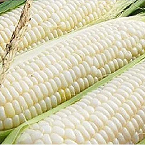 Ohio Heirloom Silver Queen Sweet Corn Seeds - Planting Excellence With 50+ Premium Seeds For Your Garden, Non-Gmo, Non-Hybrid, A