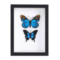 BESIDOTREE 4x6 Black Small Shadow Box Frame Display Case for Photos,Flowers,Wedding Bouquets,Awards,Insects and Memorabilia