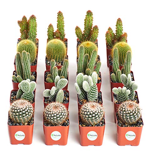 Shop Succulents | Cool Cactus Collection Of Live Succulent Plants, Hand Selected Variety Pack Of Cacti | Collection Of 20