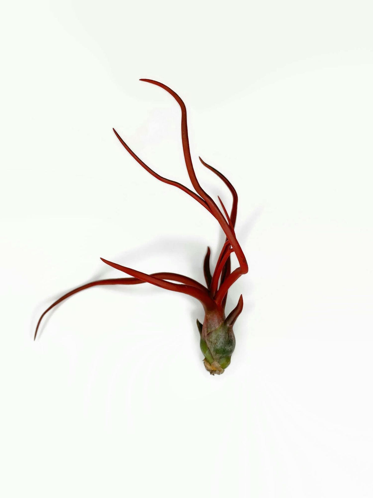 Bulbosa Air Plant, Guatemala Tillandsia Live Airplant, Healthy Arrival Guaranteed, Great Indoor Plant, Home Decor & Gift (Red)