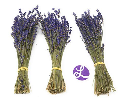 Findlavender Lavender Bundles 14' - 16' Long, 100% Natural Dried Lavender, for Home Decoration, for Home Fragrance, for any Ev