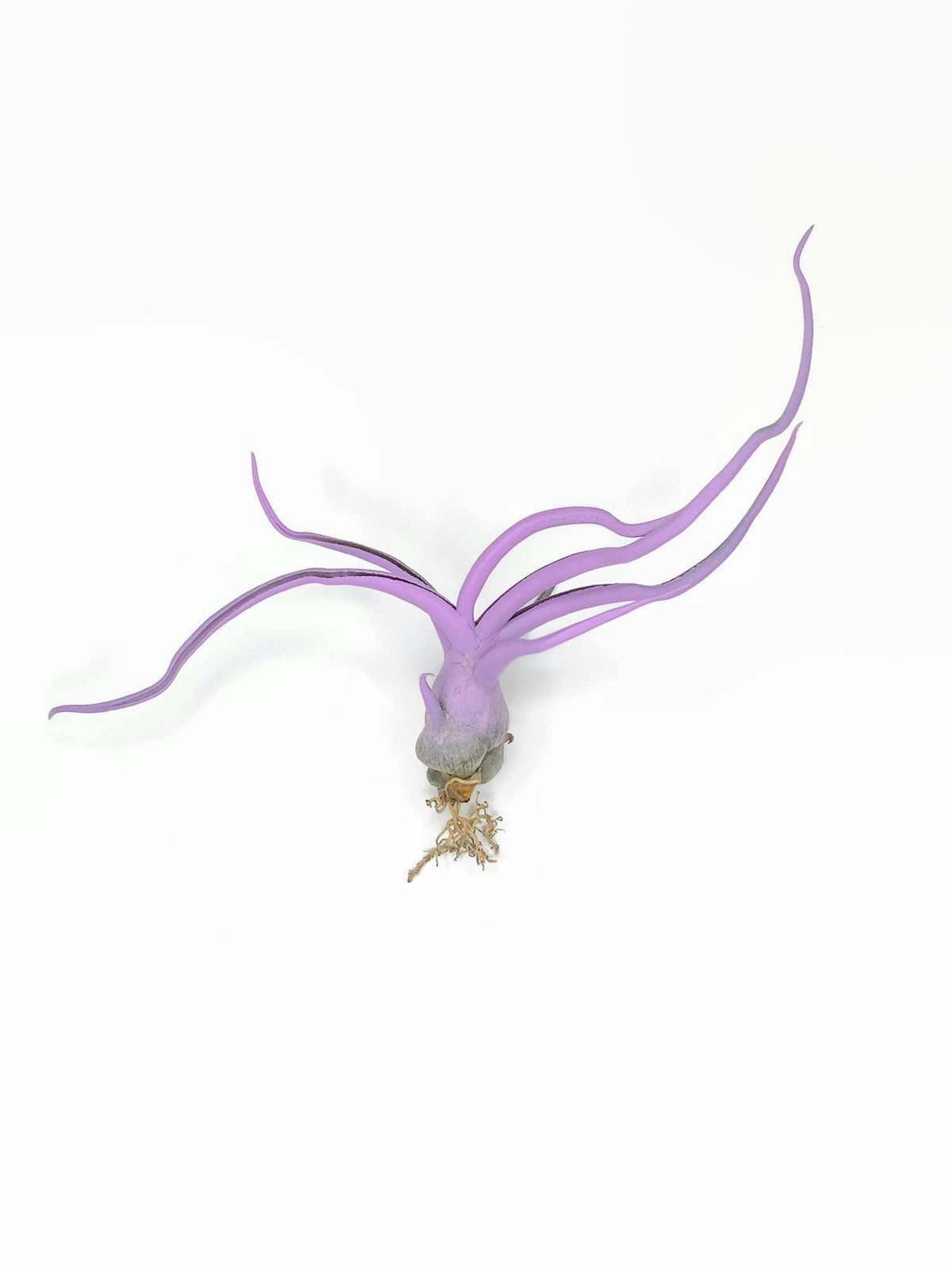 Bulbosa Air Plant, Guatemala Tillandsia Live Airplant, Healthy Arrival Guaranteed, Great Indoor Plant, Home Decor & Gift (Lavend