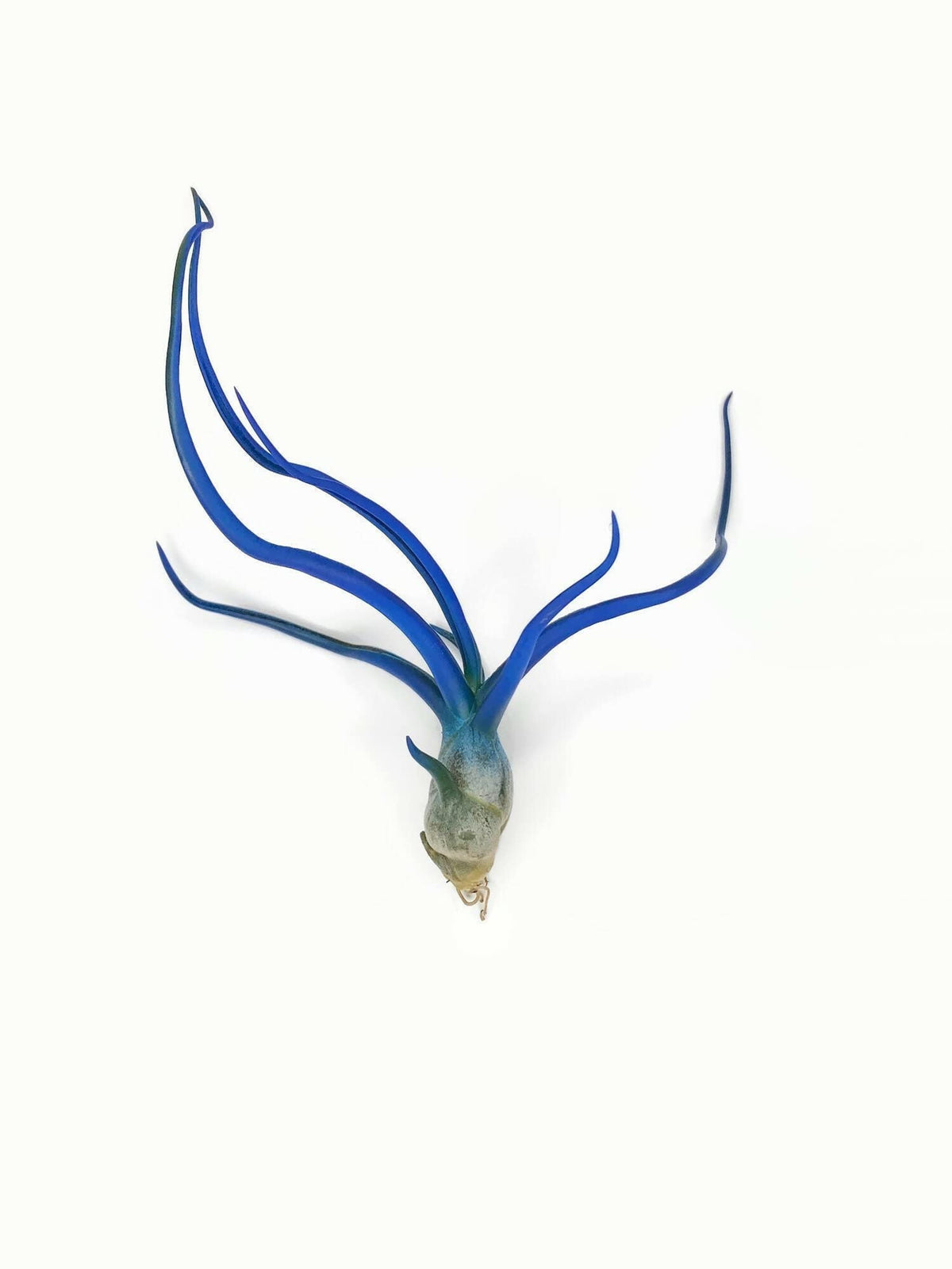 Bulbosa Air Plant, Guatemala Tillandsia Live Airplant, Healthy Arrival Guaranteed, Great Indoor Plant, Home Decor & Gift (Blue)