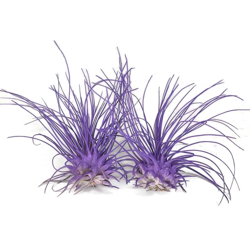 Thin Air Plant, Guatemala Tillandsia Live Airplant, Healthy Arrival Guaranteed, Great Indoor Plant, Home Decor & Gift (2 Purple)