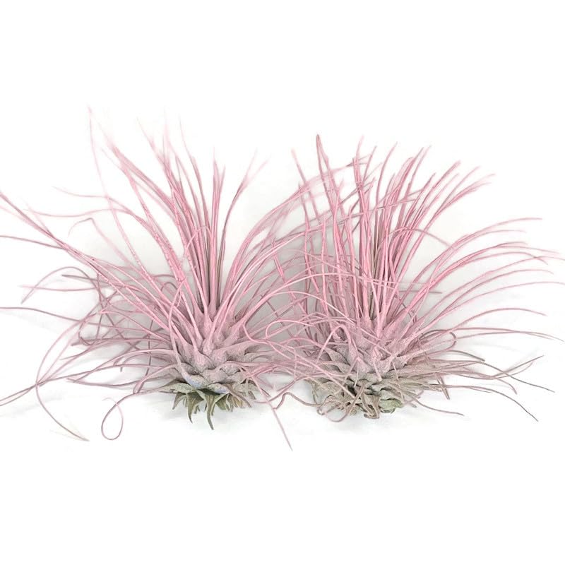 Thin Air Plant, Guatemala Tillandsia Live Airplant, Healthy Arrival Guaranteed, Great Indoor Plant, Home Decor & Gift (2 Light P