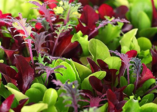 This Is A Mix!!! 2000+ Seeds Microgreens Mix 40 Varieties - About 1 Oz. - Superfood Seeds Heirloom Non-Gmo Delicious Easy To Gro