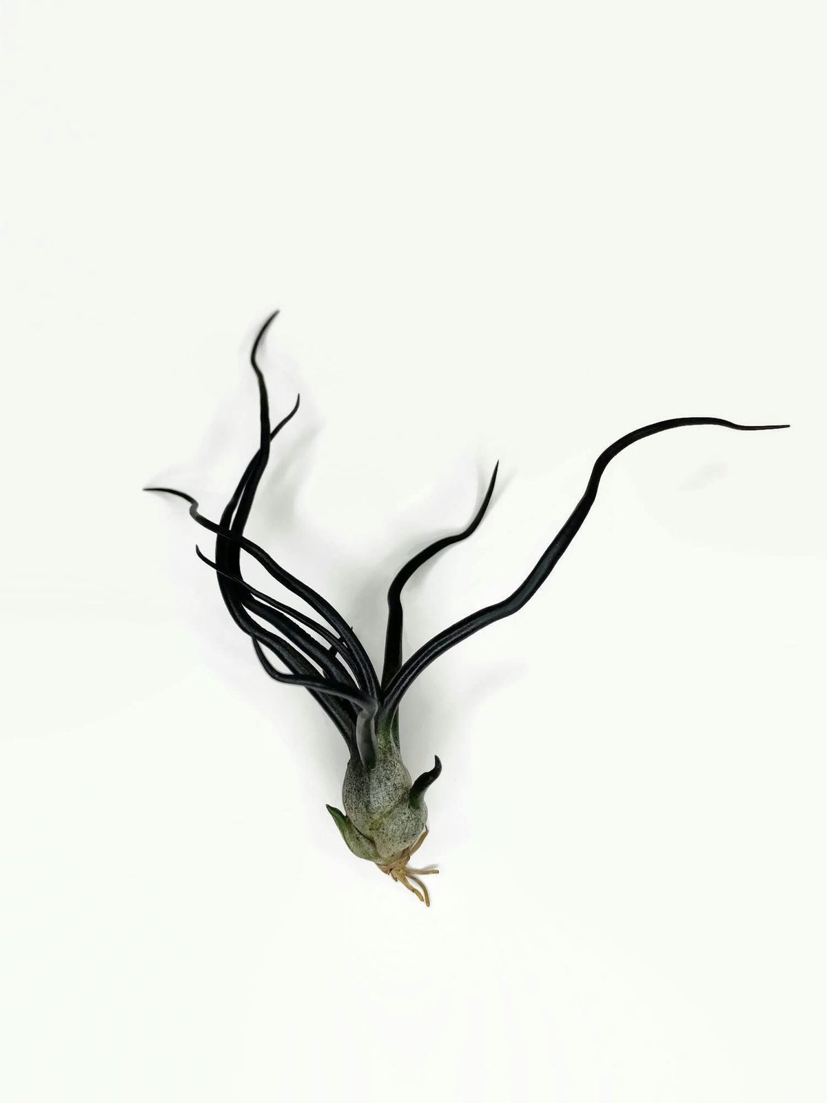 Bulbosa Air Plant, Guatemala Tillandsia Live Airplant, Healthy Arrival Guaranteed, Great Indoor Plant, Home Decor & Gift (Black)