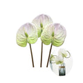 DODXIAOBEUL 3 PCS 27 Artificial Anthurium Lily Flowers for Home Decor Bouquet and Green Leaf and Bridal Wedding Festival Decorat