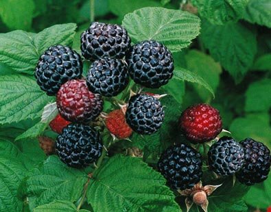 2 Jewel - Black Raspberry Plant - Everbearing - All Natural Grown - Ready For Fall Planting