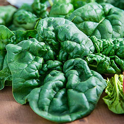 'Bloomsdale Long Standing' Spinach Seeds For Planting, 250+ Heirloom Seeds Per Packet, (Isla'S Garden Seeds), Non Gmo Seeds, B
