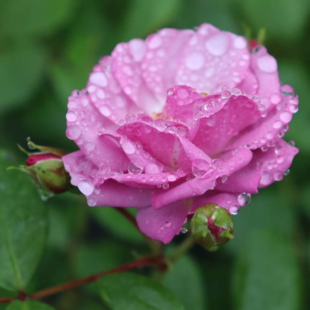 Rise Up Lilac Days Climbing Rose - Proven Winners - 4' Pot